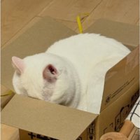 ダンボールに入る猫