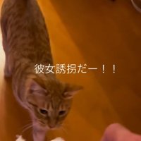 ぬいぐるみを追いかける猫