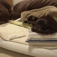 寝ている飼い主と添い寝する猫