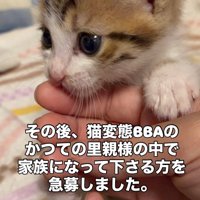 人の手に前足を乗せる子猫