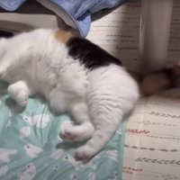 横になっている猫