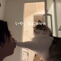 飼い主の鼻にさわるノルウェージャンフォレストキャット