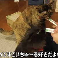 ちゅーるおいしい