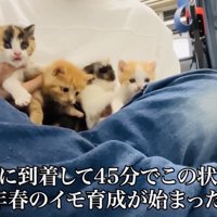 父ちゃんの足の上に乗る4匹の子猫