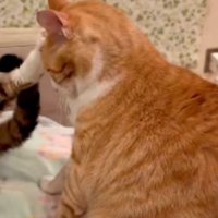 ケンカしている猫