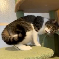 寝転がろうとする猫