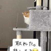 壊れたおもちゃを見つめるミヌエット