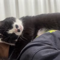 毛づくろいするくろまめちゃん