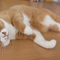 前足を動かしながら目を閉じる猫