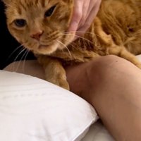 男性に顔を撫でられる猫