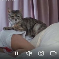 女性の上にいる猫