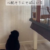 ケージを見る黒猫