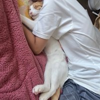 女の子と子猫