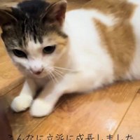 横になる成猫