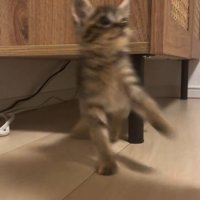 棚から飛び出してブレる子猫