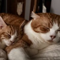 寝ている猫たち