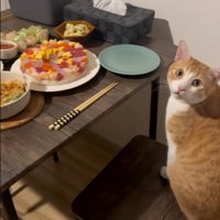 椅子に座って鳴いている猫