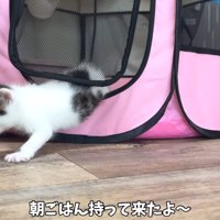 サークルから出てきて