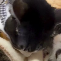 猫に毛づくろいをしている猫