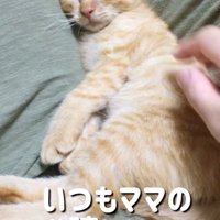 女性の膝の上で眠る子猫