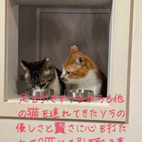 ごはんを食べる2匹の猫