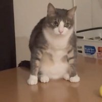気まずそうな猫