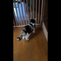 柵の前