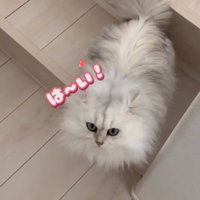 ママを見上げる猫