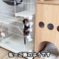 ケージをよじ登る子猫