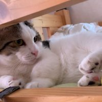足元にコロコロ