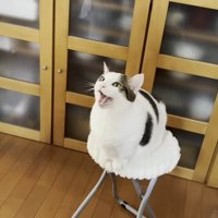 白い椅子に座り口を開ける猫