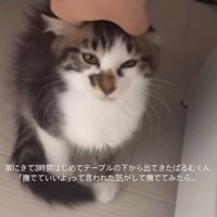こちらを見つめる子猫