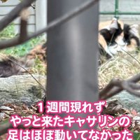外でうずくまる猫