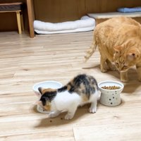 子猫用フードを見つめる茶トラ猫さん