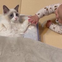 寝そべっている猫と猫の手を触っている赤ちゃん