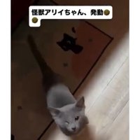 室内にいる猫