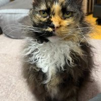 カメラ目線の猫
