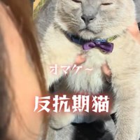 目を閉じかける猫