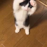 後ろ足で立って前足を動かす子猫