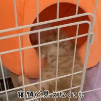 ペットハウスに上半身を入れて仰向けで眠る猫