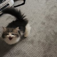 ママさんの呼び掛けに返事する子猫