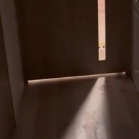 ガン見する猫