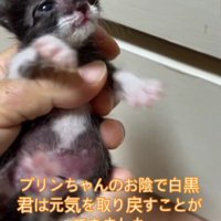 手の中の子猫