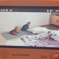 振り返る猫2