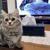 反応する猫