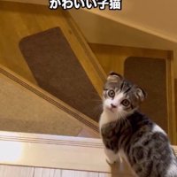 振り返る子猫