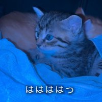 前を見つめる子猫