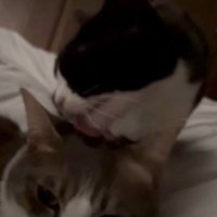 サバ白猫をペロペロする白黒ハチワレ猫