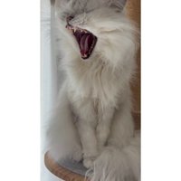 あくびをしている猫