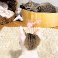 首を伸ばして寝ている猫を見つめる子猫